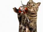 Cat Playing Fiddle