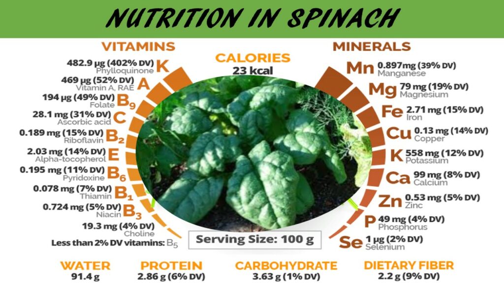 Nutrition-in-Spinach