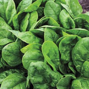 Spinach leaves