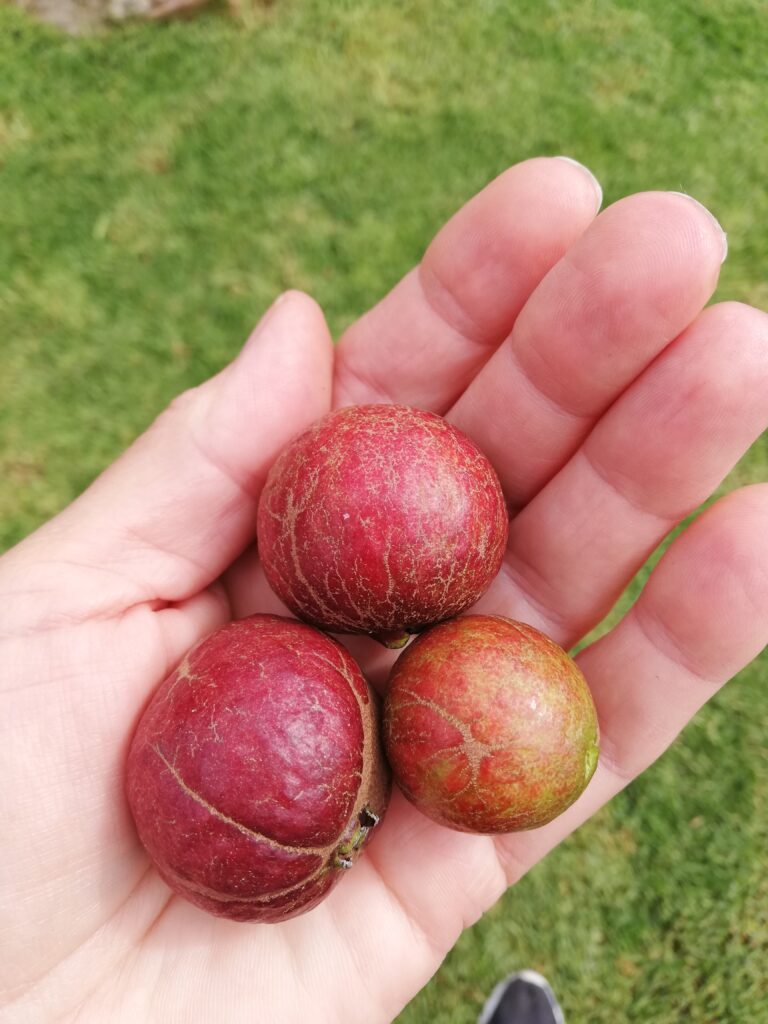 Chinese Guavas A