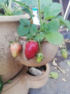 Strawberries