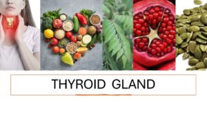 Thyroid Gland